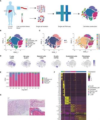 Landscape of Immune Cells Heterogeneity in Liver Transplantation by Single-Cell RNA Sequencing Analysis